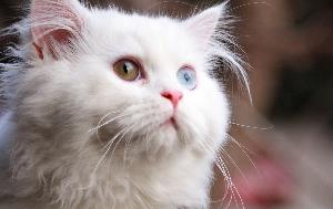 un chat sur votre écran