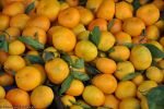 les-derniers-produits-du-marche-en-direct-chez-vous-2